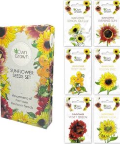 OwnGrown Zonnebloemenzaden set 6 verschillende soorten zonnebloemen Voor binnen